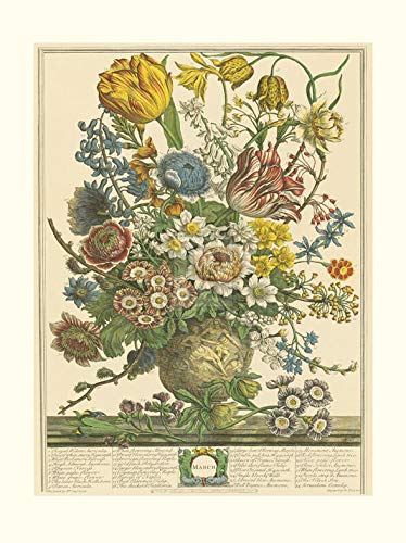 Amazon.com: Robert Furber - Twelve Months of Flowers 1730/March