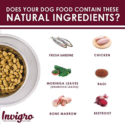 Image of Adult Dog Food 10kg - Fish & Milk Dry Dog Food | High Protein Formula for All Adult Dog Breeds | Balanced Nutrition for Strength, Healthy Coat & Digestion