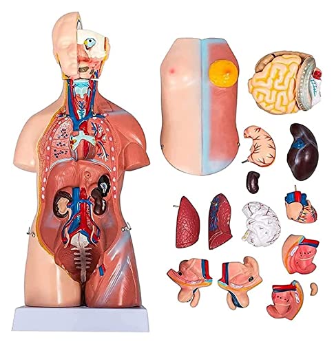Entiende los organos internos de forma facil con este torso anatomico 2