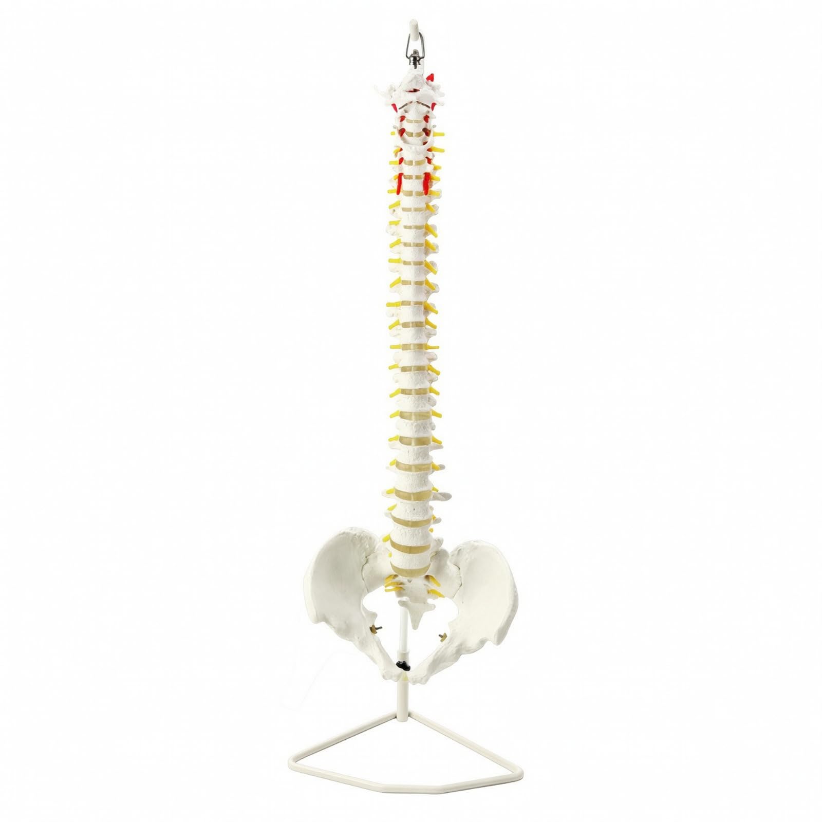 Milageto In Originalgröße Wirbelsäulenmodell Mit | Anatomisch korrektes Design, für Arzt, 85CM, Natur Mit Becken