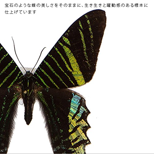 Amazon.co.jp: 蝶の標本 ナンベイニシキツバメガ Urania.sp