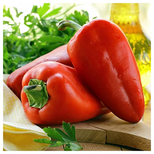 Everwilde Farms - 25 Organic Pimento Sweet Pepper Seeds - Gold Vault Packet #TOP4
