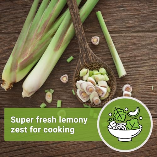 Sow Right Seeds - Lemon Grass Seed for Planting - 1600 Seeds, 1.2 Grams, Non-GMO Heirloom Bulk Jumbo Pack with Instructions to Plant and Grow an Herb Garden - Grow Loads of This Culinary Herb - Image 6
