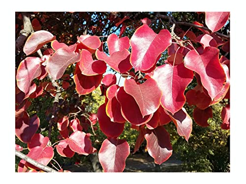 European Wild Pear Tree Pyrus PYRASTER Edible Fruit Wildlife Plant, Hardy, Stunning Autumn Colours, Ideal for Bonsai - 15-20cm Tall Starter Plant in a 7cm Pot