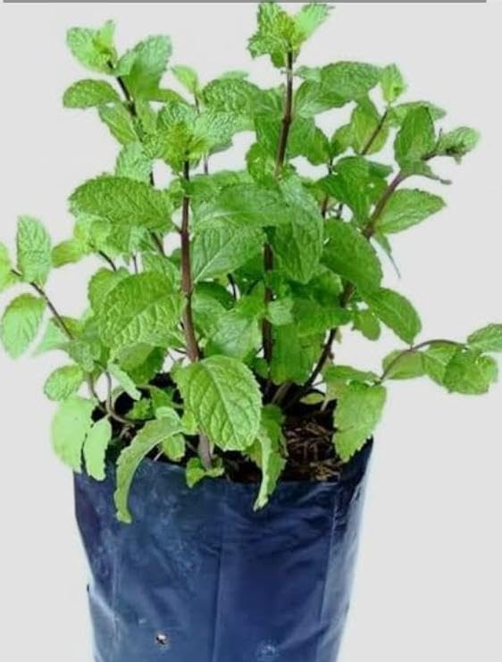 Live Pudina (Mint) Herbal Plant | Fresh & Aromatic | Home Garden & Kitchen Use | Grows Fast, Easy Care | Air-Purifying | Comes in Black Plastic Pot 4 inch]-image-7
