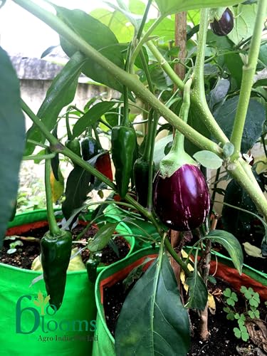 Image of Bio Blooms Round HDPE Plant Grow Bag for Terrace & Kitchen Gardening | Pack of 10 | 15x18 | 200 GSM Heavy Duty Outdoor Grow Bag | Durable Planter for Vegetables, Flowers & Plants | Green & Orange