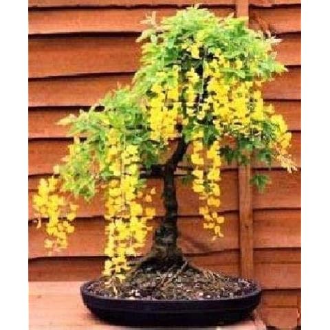 High-Q Yellow Wisteria Bonsai Tree Seeds Cover