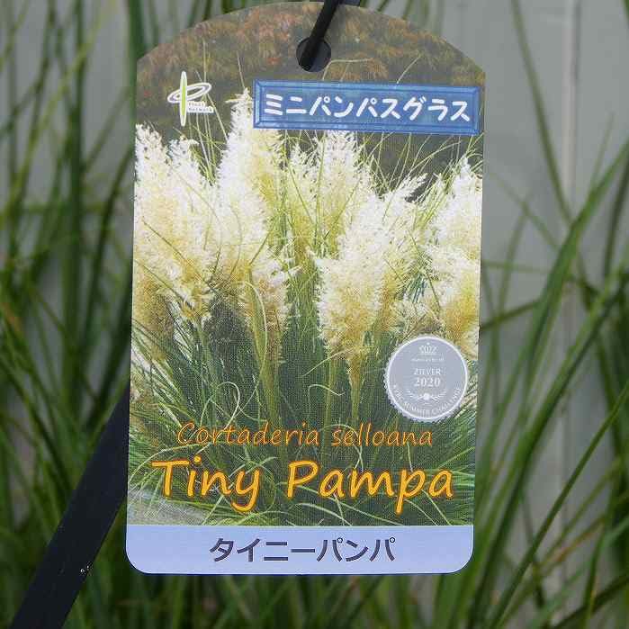 Amazon.co.jp: 矮性パンパスグラス 苗 タイニーパンパ 5号 宿根草 白い