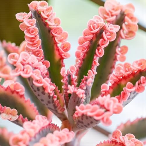 Carbeth Plants 1 x Kalanchoe Pink Butterfly Succulent Indoor Plant in 8.5cm Pot - Rare Mother of Thousands Houseplant with Striking Pink Plantlets - Easy Care House Plant for Home or Office