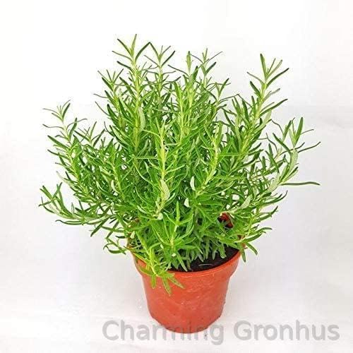 See full amazon price history chart for Charming Gronhus Live Rosemary Plant Organic Plant For Foods & Hair Ved Herb Tree With Black Plastic Pot Charming Gronhus Live Rosemary Plant Organic Plant For Foods & Hair Ved Herb Tree With Black Plastic Pot (B0CWYN948G) Amazon Price History, Amazon Price Tracker
