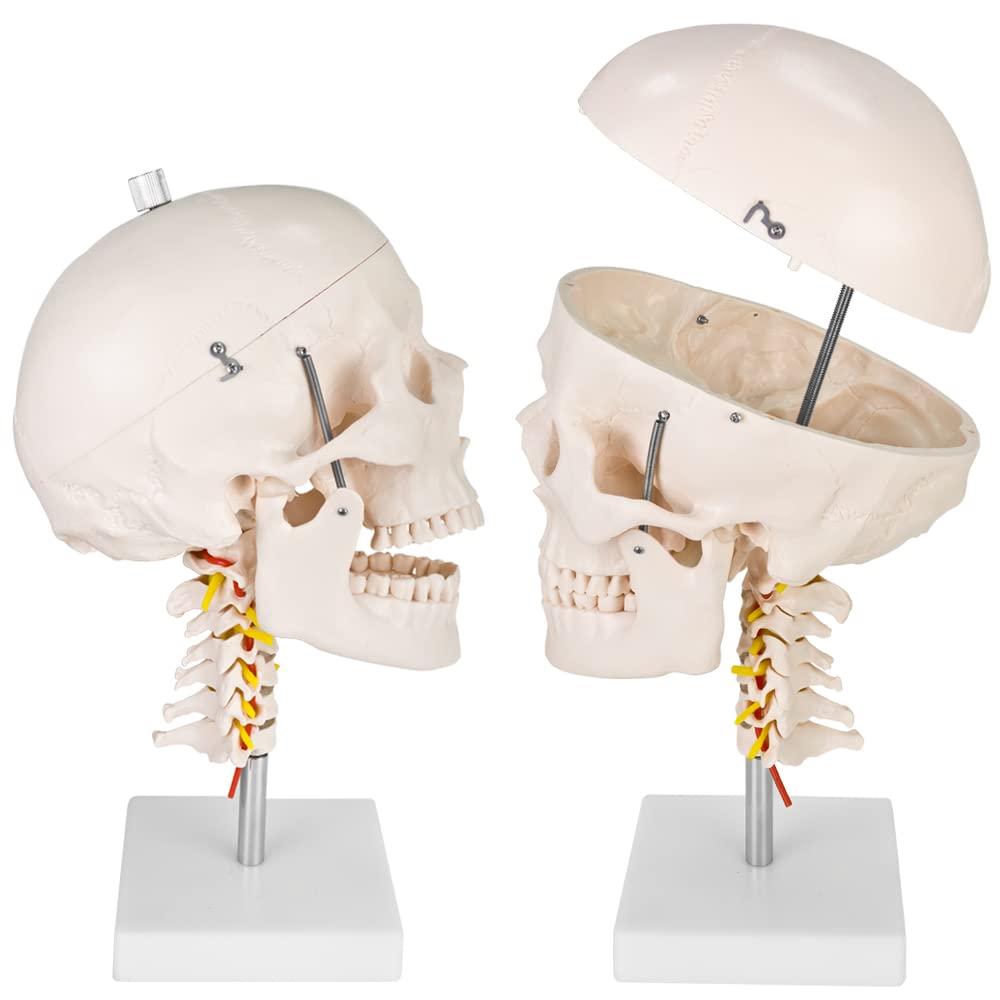Schädel Halswirbelsäule Anatomie Modell Skelett Lebensgroß Anatomisches Model Totenkopf Schädelmodell Menschlicher Kopf Skull Schaedel auf Ständer MedMod