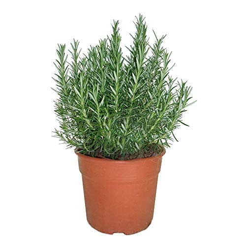 Romero Natural 10cm Planta Natural Aromática en Maceta Pequeña