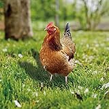 【Tolle Dekoration】: Unser Produkt besteht hochwertigem Materialien kann einfach in den Boden eingesetzt werden. Schließen Sie Ihren Garten an machen Sie ihn es schöner. Die realistische Szene von Kaninchen verleiht Ihrem Garten eine Atmosphäre.