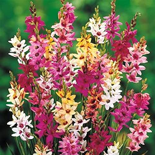 10 Bulbi Gladioli MIX - Fiori Da Piantare, Colori Vari, Per Giardino O Vaso - Foto 8