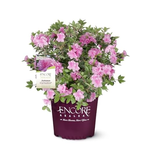 Encore Azalea Autumn Carnation Azalea 2 Gal, Semi Double Pink Blooms
