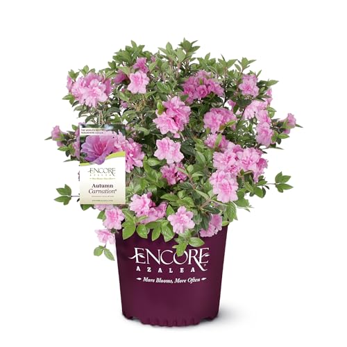 Encore Azalea 1 Gal. Autumn Carnation Azalea...