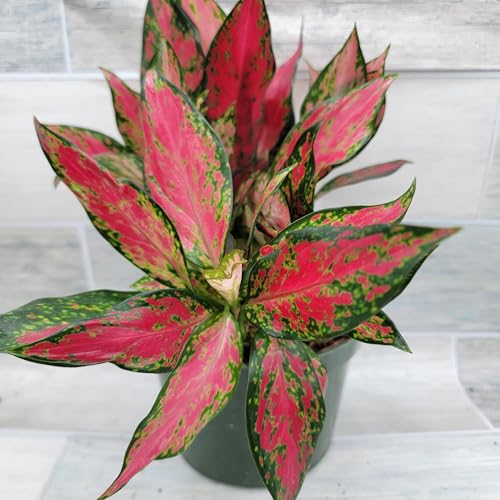 Chinese Evergreen Plant - Aglaonema China Red Live, Rare Exotic Tropical Indoor House Plant, in...