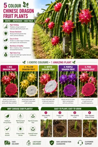Image of Time 12 Months Hybrid Live Fruit Plant Air Layered Guti Kolom Original & Authentic Organic Tree for Outdoor Fast-Growing Fruit Plant Home Gardens Pack Of-1 (dragon fruit plant pack of-5, Medium)