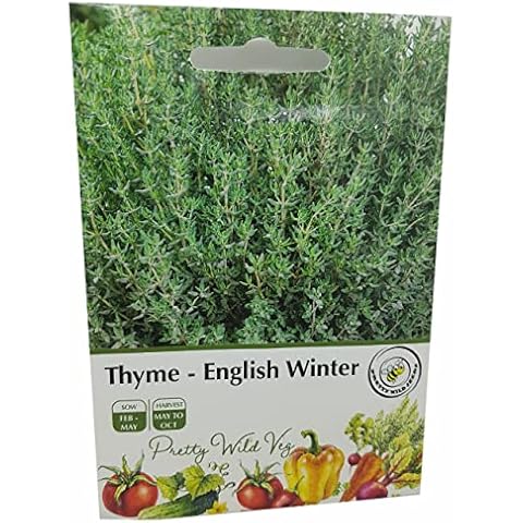 Thyme English Winter Seeds - 500 Seeds Cover