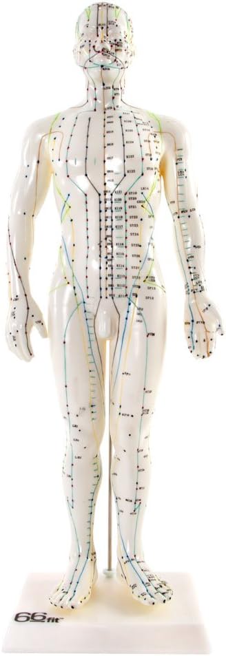 66fit Unisex Acupuncture Model