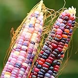 250+Glass Gem Corn Seeds for Planting Vegetables and Fruits,Heirloom Seeds Non GMO Organic Garden Seedss Non GMO Organic Garden Seeds