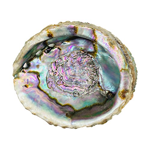 Premium Abalone Shell With Natural Wooden Tripod Stand And 6 Palo Santo Sticks #TOP3