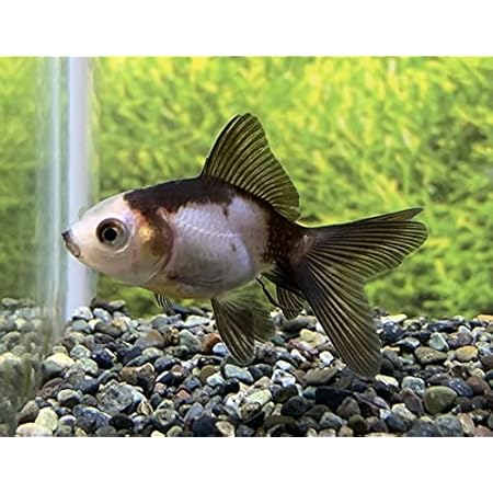 Amazon 金魚 中国産 羽衣オランダ Sm 1匹 生体 オリジナル 観賞魚 水中生物 通販