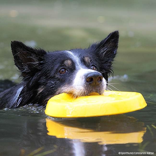 Image of Petarchi RuffFoam Flyer Disc | Durable Soft Foam Dog Frisbee | Gentle on Teeth, Floats on Water, Long-Distance Flight, Soft Catch Training Toy for Dogs