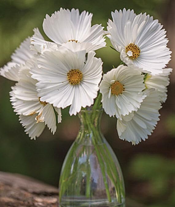 Cosmos, Cupcake White Seeds-(200 Seeds)
