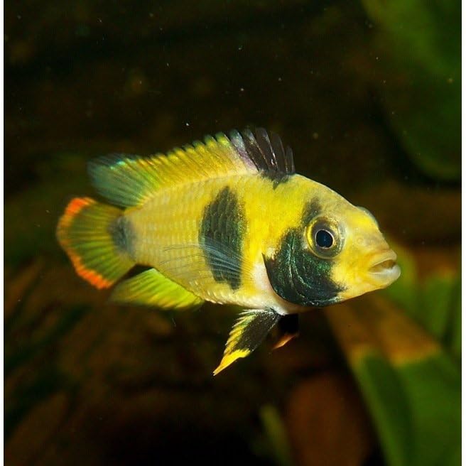 Apistogramma Nijsseni (Packs of 2) - Live Fish for Aquarium