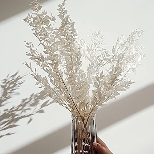 Ramo de Flores Preservadas Dried Ruscus 45 cm Blanco miniatura 3