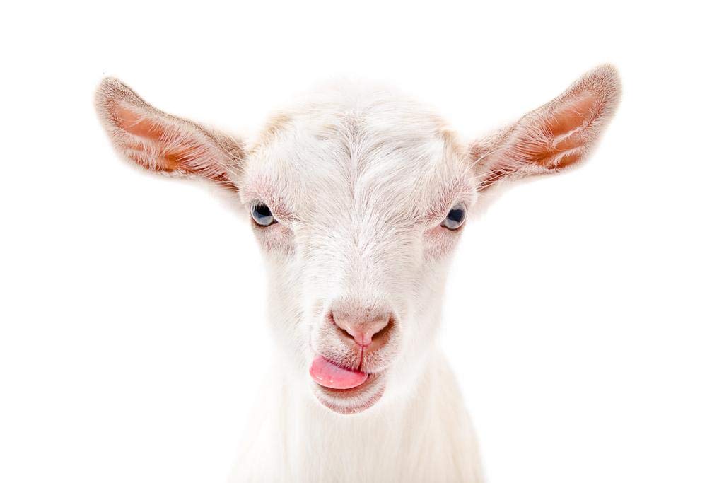 Laminated Cute Goat Face Tongue Sticking Out ...