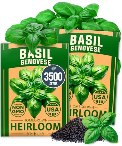 Image of HOME GROWN Genovese Basil Seeds 2 Pack - 3500 Non GMO Heirloom Basil Seeds for Planting (Ocimum basilicum) - Herb Seeds for Indoor & Outdoor Gardening - Grow for Culinary Use