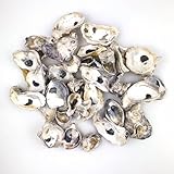 Heyiwell Conchas de ostra naturales de 16 onzas para manualidades, artes y decoración del hogar de 1 a 3 pulgadas