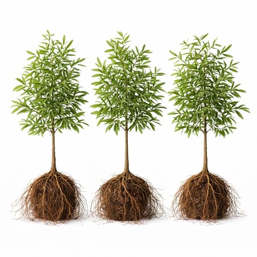 3 Willow Oak Trees Live Plants Bare Root – Quercus phellos Seedlings – Fast Growing Shade Trees for Landscaping, Privacy Screens, Yard Planting & Native Outdoor Trees