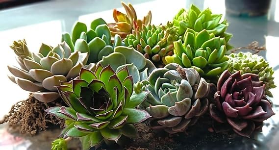 PlantOrbit Assorted succulent set of 12 (Bare Rooted), any 12 live succulent plant varieties, succulent plants combo, plants for gifting, good luck plants (B0DBQTN6R3) Amazon Price History, Amazon Price Tracker