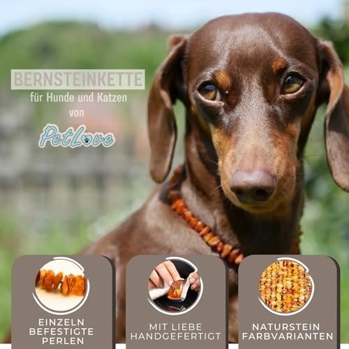PetLove Bernsteinkette Hund • 100% Baltischer Bernstein • Halsband für Hunde & Katze • Länge: 35cm