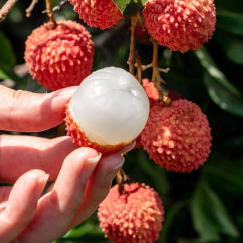 Mixrug Dwarf Lychee Seeds for Planting Outdoor, 15+pcs Perennial Organic Litchi Tree Seed Non-GMO Heirloom Sweet Edible Fruit, Sweet Juicy Fruits Plants in Your Home Garden