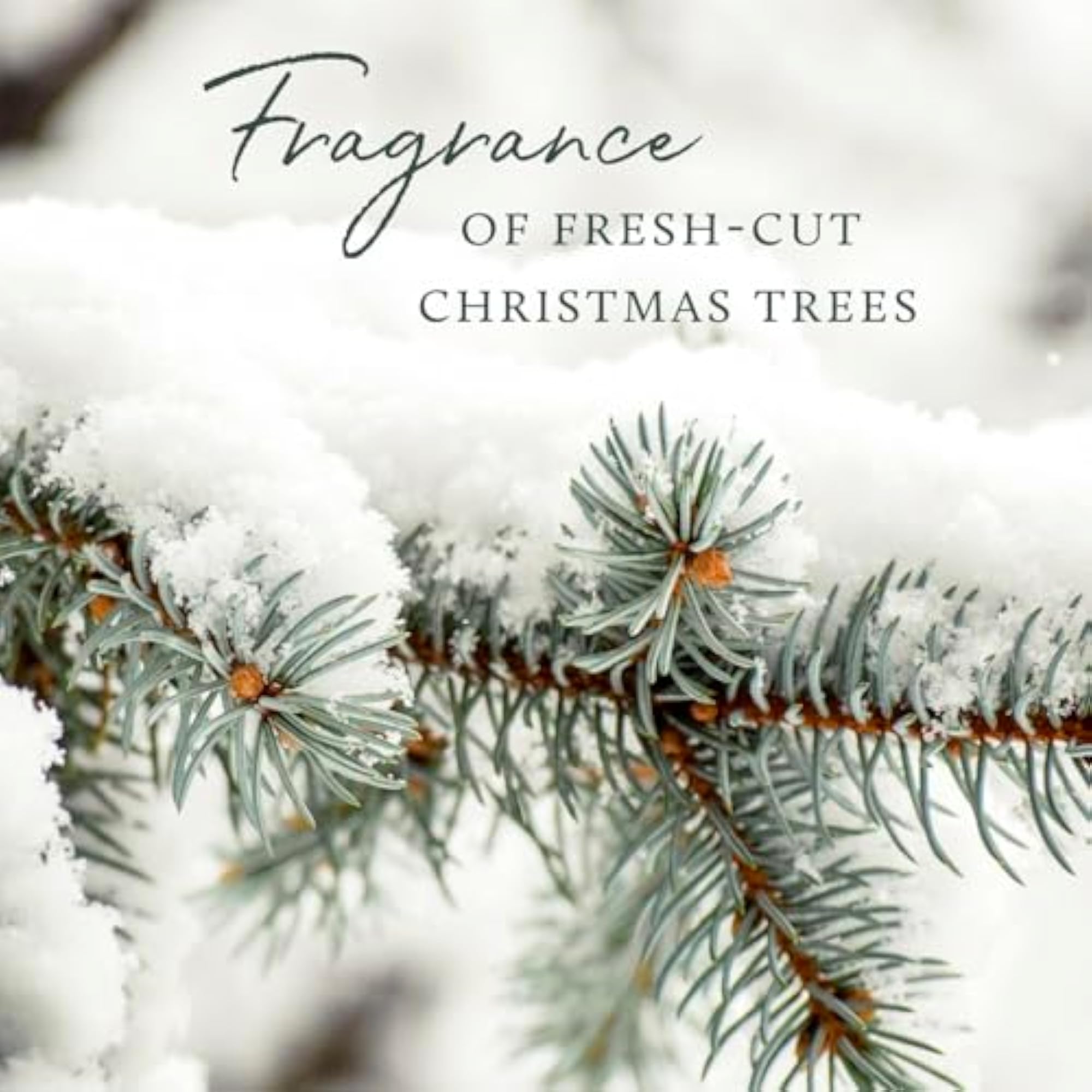 Aromatic Votive Candles, Set of 3, Frasier Fir