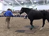 monty roberts halfter kaufen  Backstage Pass with Monty Roberts
