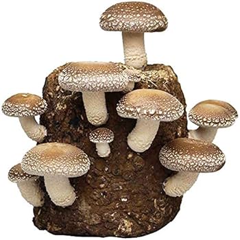 きのこさん専用 Amazon｜森のきのこ倶楽部 もりのしいたけ農園 ブロックのみ