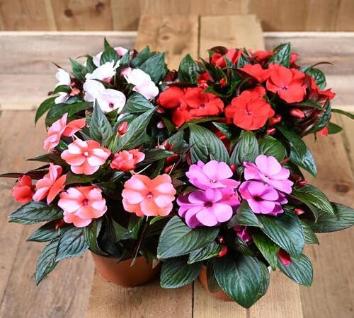 New 100pcs Mixed Impatiens Flower Seeds