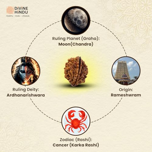 Image of Divine Hindu Original 2 Mukhi (Two Face) Indonesia Rudraksha | Do Mukhi Rudraksh Bead for Meditation, Protection & Spiritual Growth | Natural Rudraksha for Men & Women | Prayer Bead for Success
