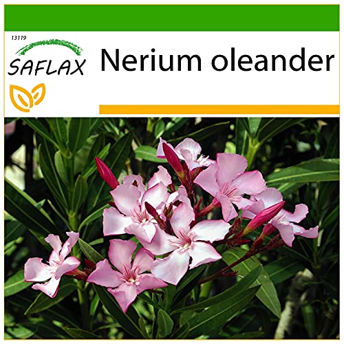 SAFLAX - Oleander - 50 Samen - Mit keimfreiem Anzuchtsubstrat - Nerium oleander