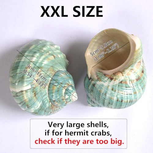 Image of 2pcs Large Hermit Crab Shells, XXL Size Opening 1.9-2.2 inch Big Hermit Crab Shells, Natural Sea Conch, Turbo Seashells Beach Decoration(2pcs XXL) | XXL Size Opening 1.9-2.2 inch, Natural Conch, Turbo Seashells Beach Decoration(2pcs XXL)