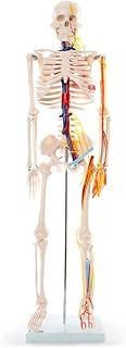 Assembly Model 85 cm Human Skeleton Model with Nerves and Blood Vessels from The Anatomical Human Skeleton Model is an Economic Skeleton Model for Teaching