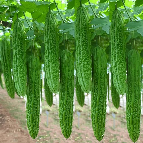 28+ Bitter Melon Seeds for Planting Non-GMO Heirloom Bitter Gourd Vegetable Seed Asian Balsam Pear for Home Gardening
