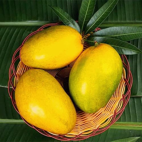 Image of Authentic Imam Pasand Mango Plant (Grafted Plant, 2-3 Feet Height)-Fruit After 1.5-2 Years Create Your Own Tropical Paradise Hybrid 1 Healthy Live Plant PB 31