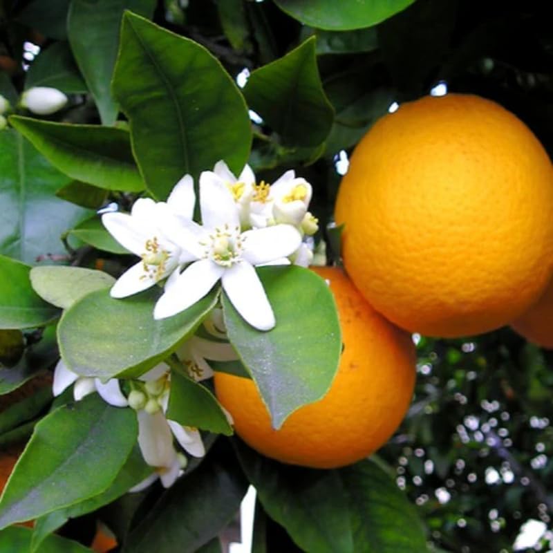 Navel Orange Tree 3-4 Feet Tall, Live Citrus Fruit Tree in 5-Gallon Pot, Hardy Outdoor Sweet Orange Fruit Plant