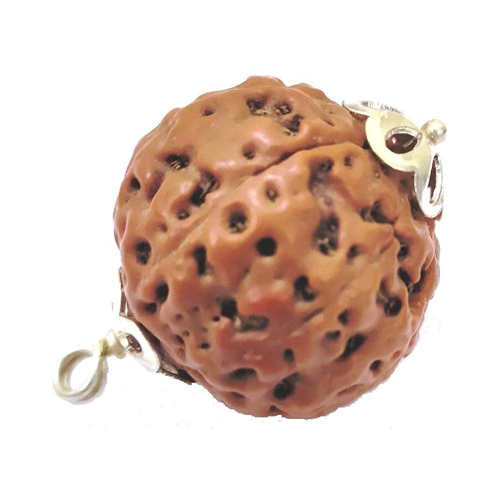Rudraksha indonésien 8 Mukhi grande taille certifié laboratoire ésotérique